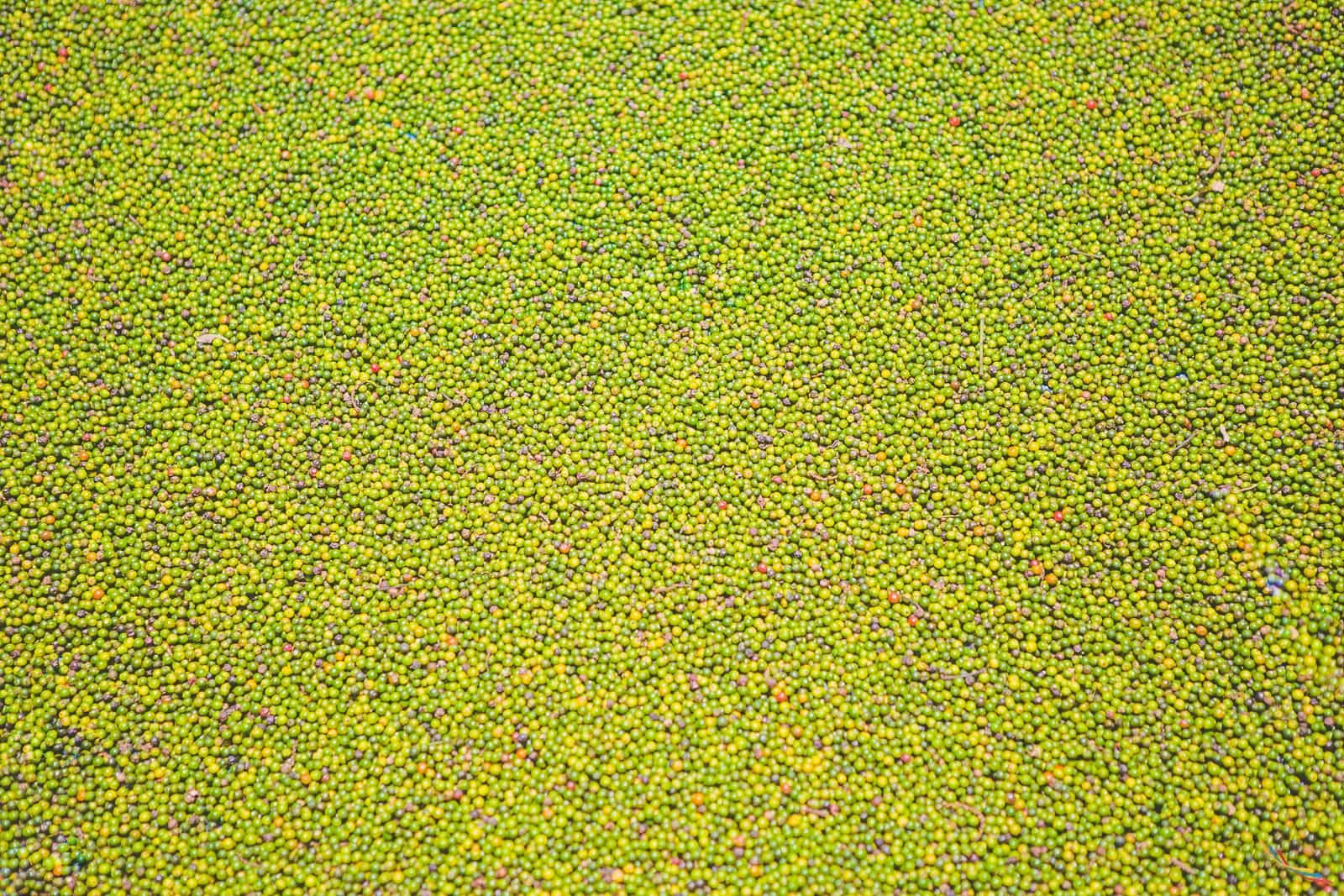 Kerala photo 45