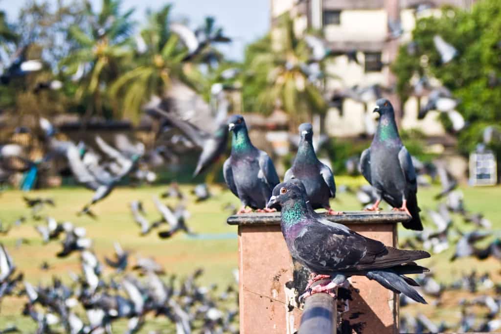 Mumbai photo 10