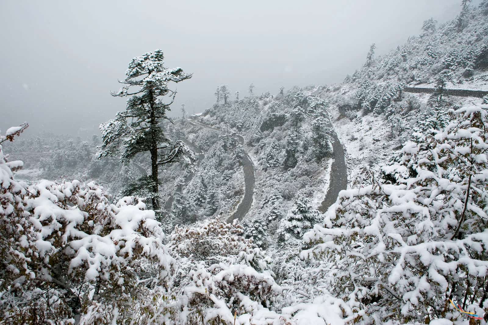 Sikkim photo 10