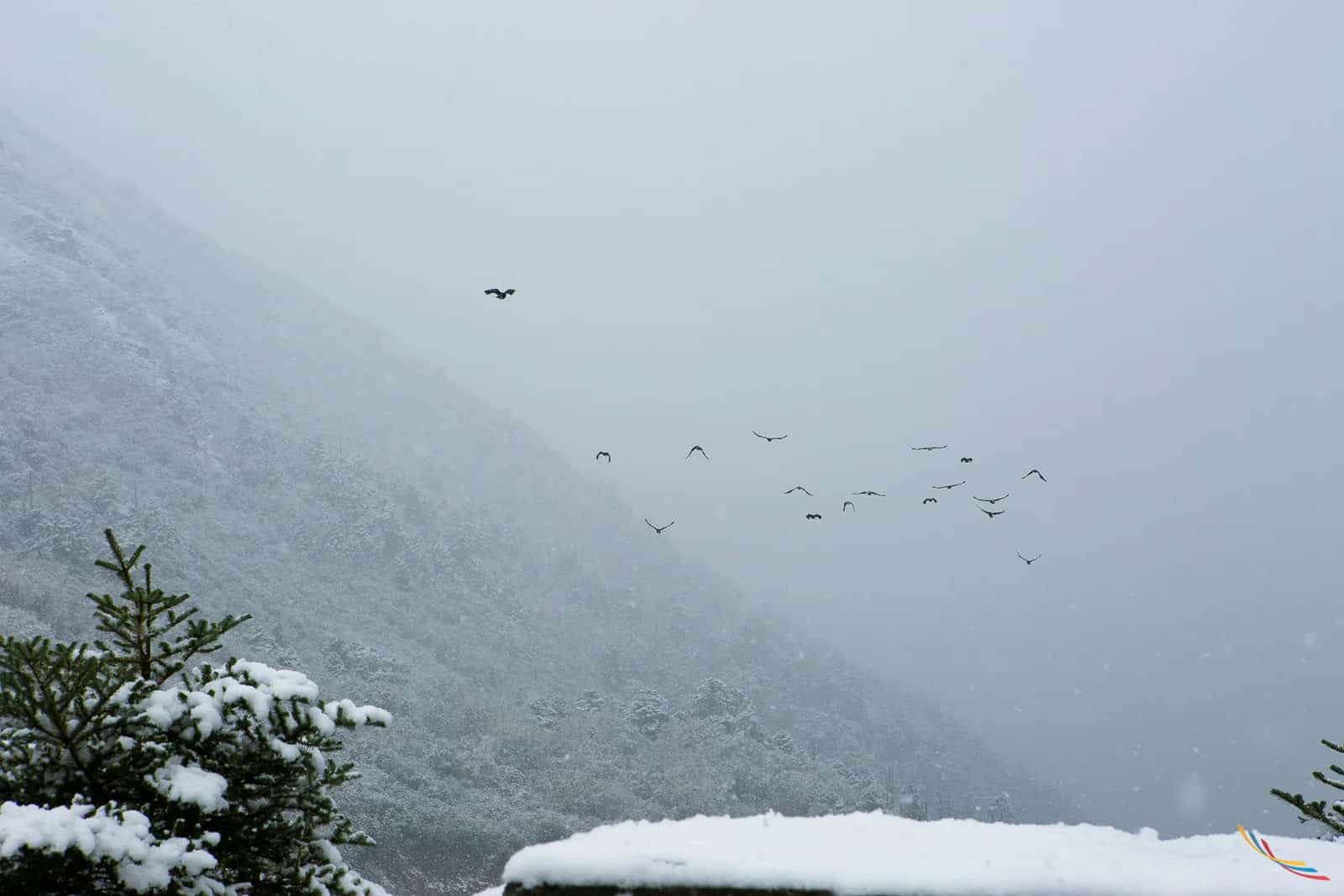 Sikkim photo 11