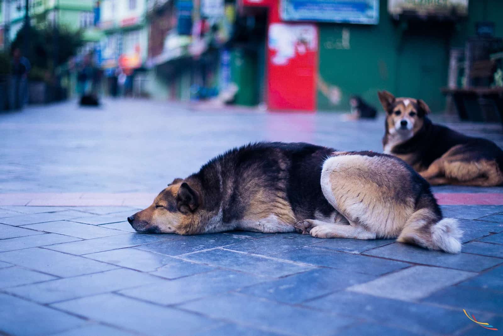 Sikkim photo 54