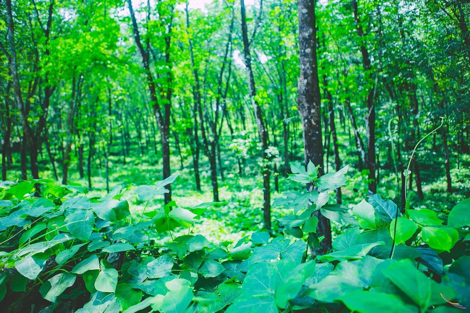 Kerala photo 42