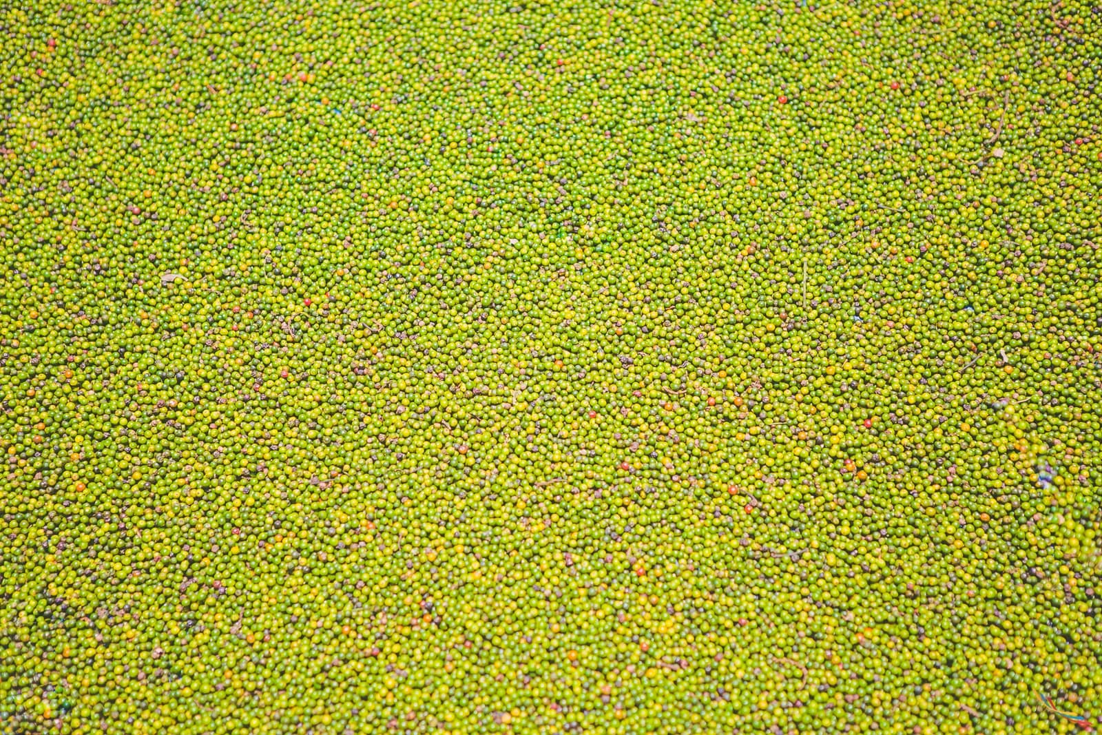 Kerala photo 45
