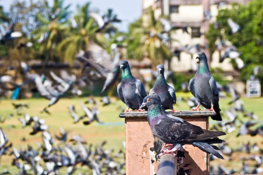 Mumbai photo 10