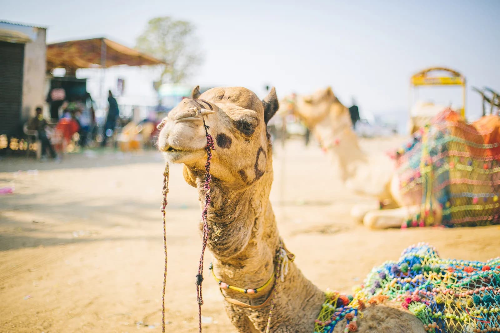 Pushkar photo 5