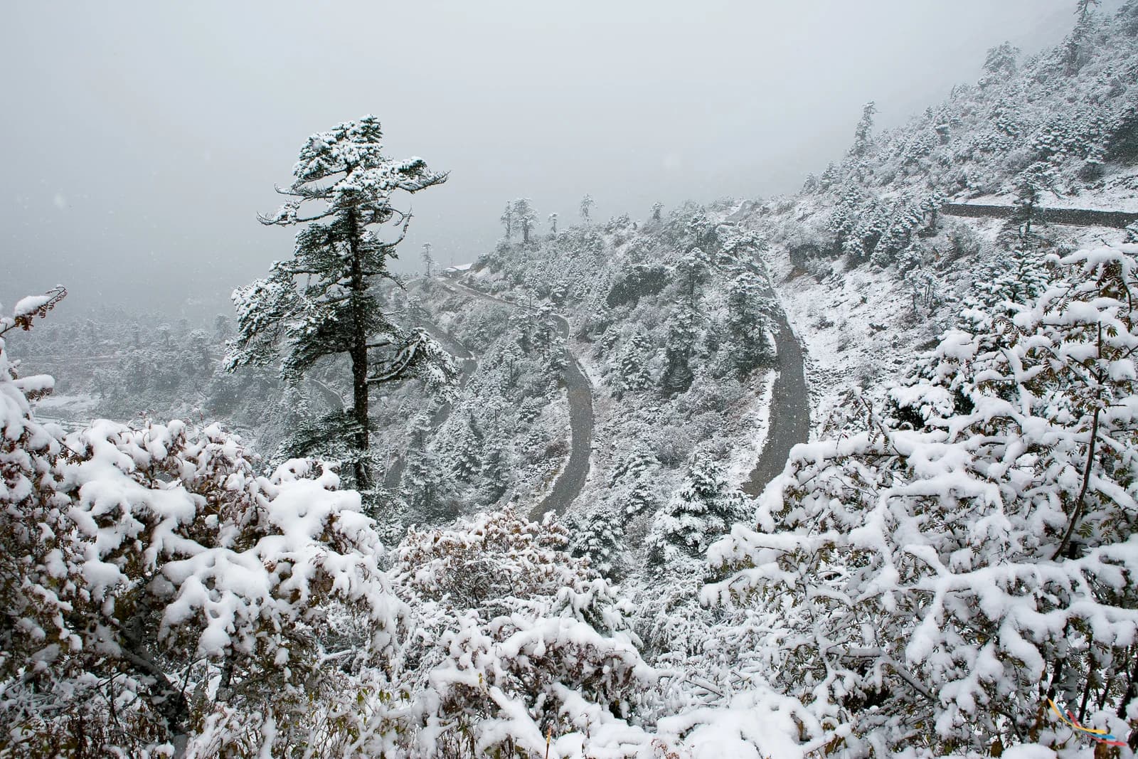 Sikkim photo 10