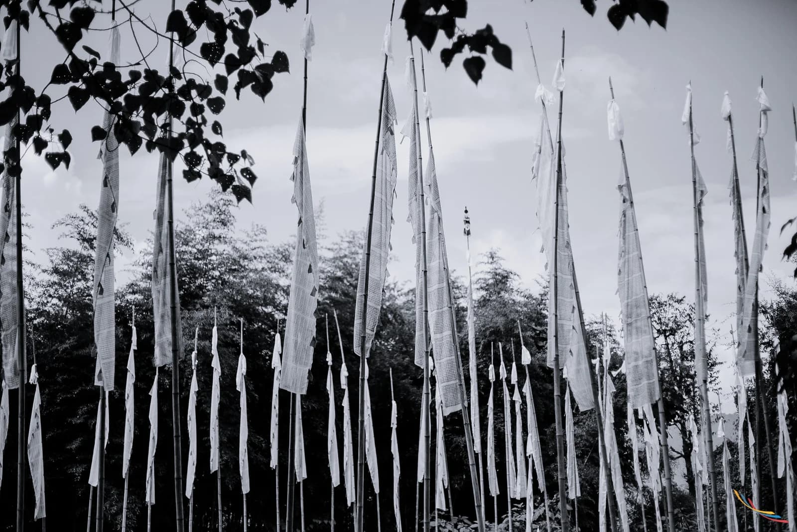 Sikkim photo 51