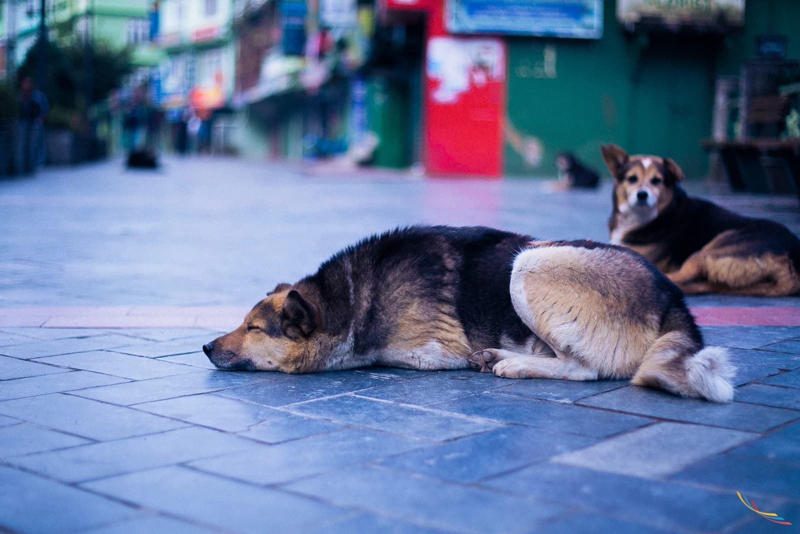 Sikkim photo 54