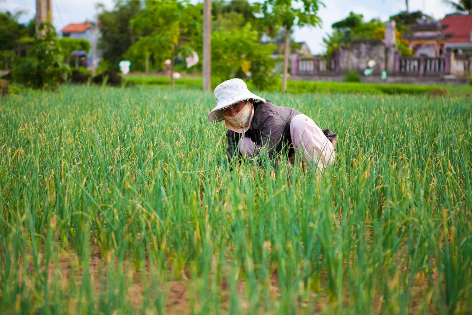 Vietnam photo 2