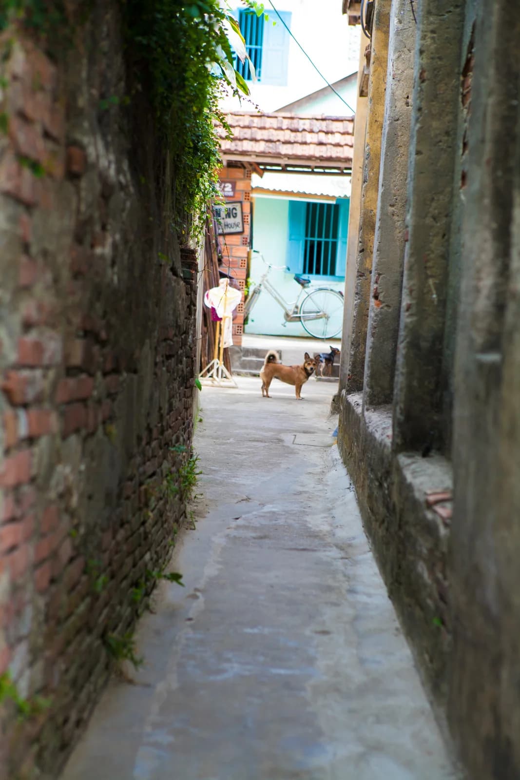 Vietnam photo 6