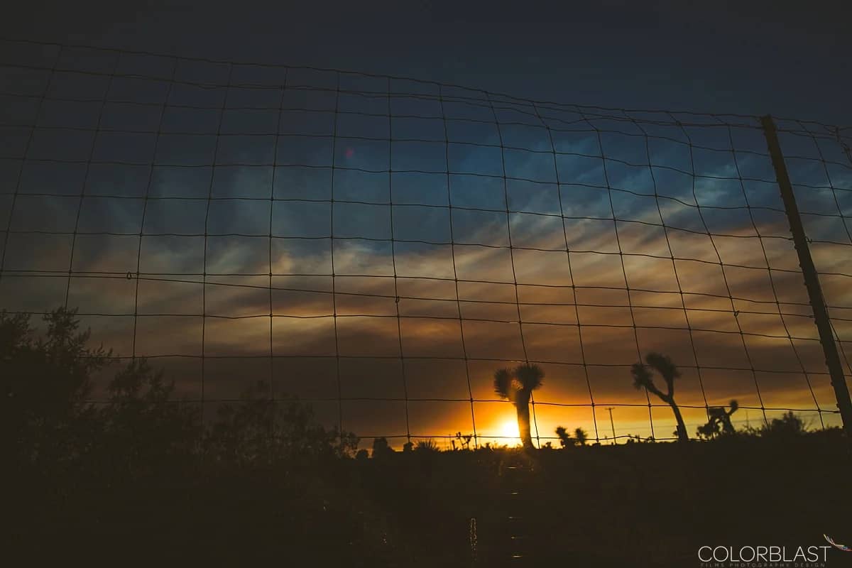 Joshua Tree photo 1