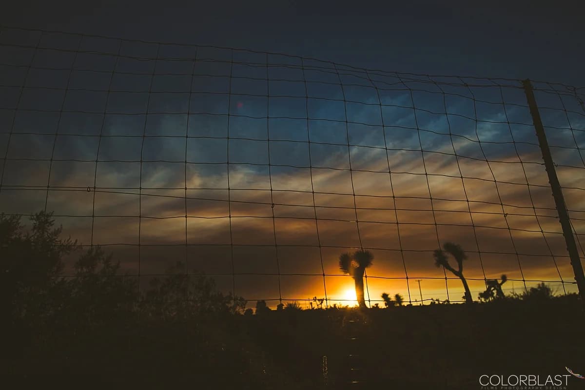 Joshua Tree photo 1