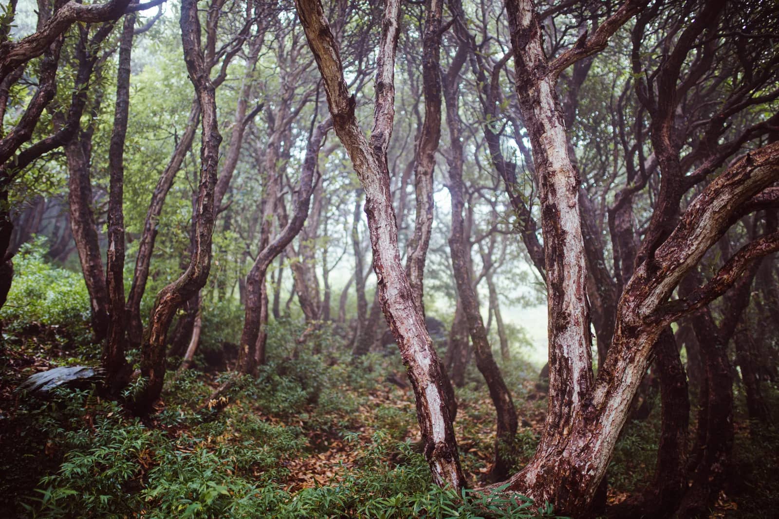 Triund Trek photo 1