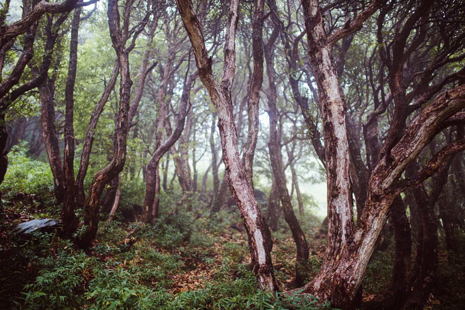 Triund Trek photo 1